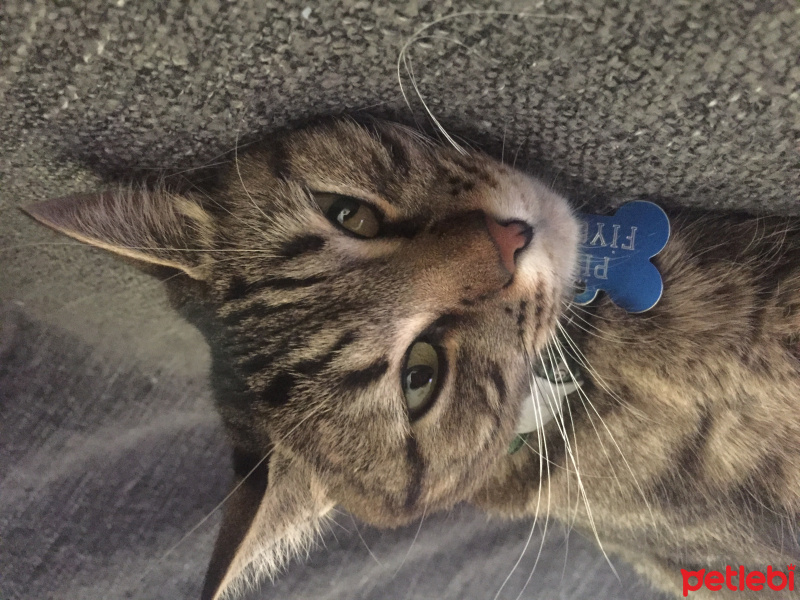 Tekir Kedi, Kedi  Piti fotoğrafı