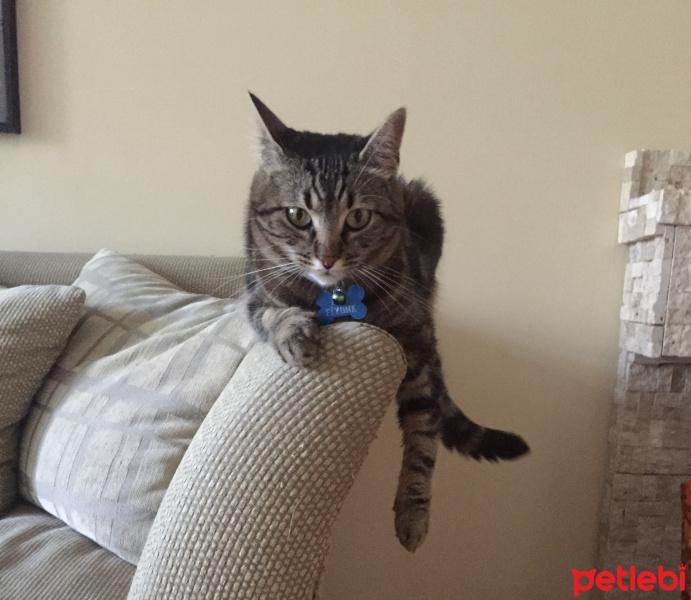 Tekir Kedi, Kedi  Piti fotoğrafı