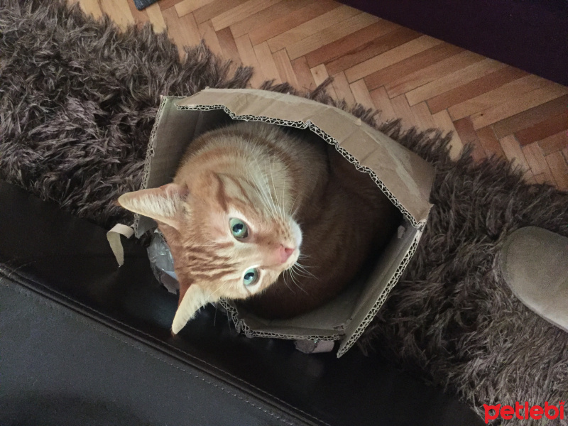 Tekir Kedi, Kedi  Benjamin fotoğrafı