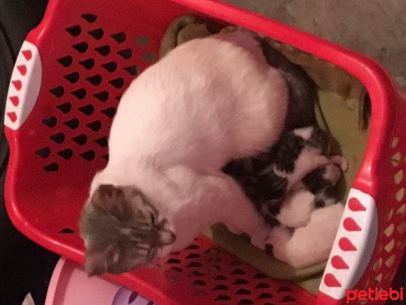 Van Kedisi, Kedi  Boncuklar fotoğrafı