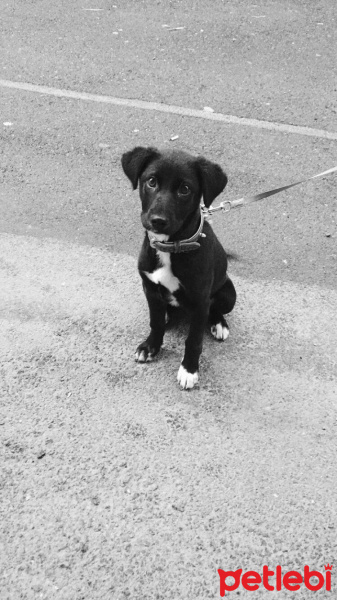 Labrador Retriever, Köpek  Zeyna fotoğrafı