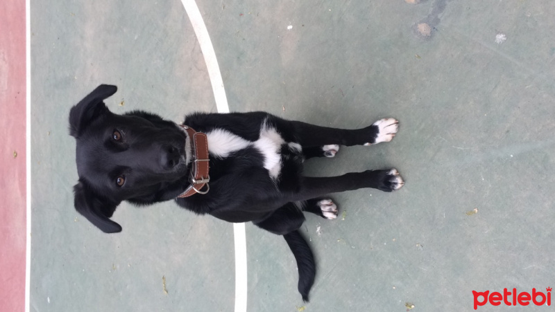 Labrador Retriever, Köpek  Zeyna fotoğrafı