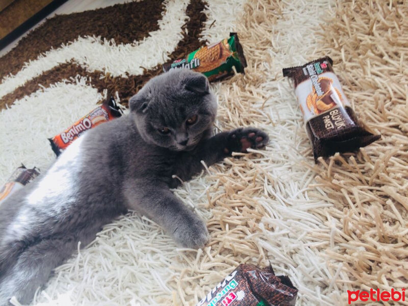 Scottish Fold, Kedi  Coco fotoğrafı