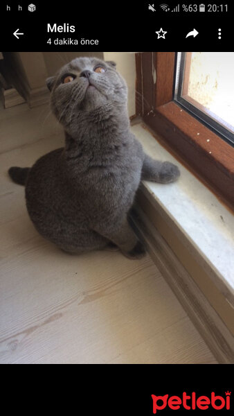 Scottish Fold, Kedi  Coco fotoğrafı