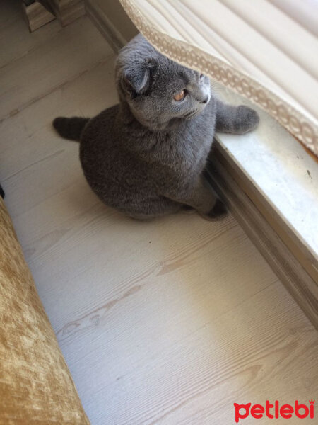 Scottish Fold, Kedi  Coco fotoğrafı