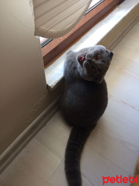 Scottish Fold, Kedi  Coco fotoğrafı