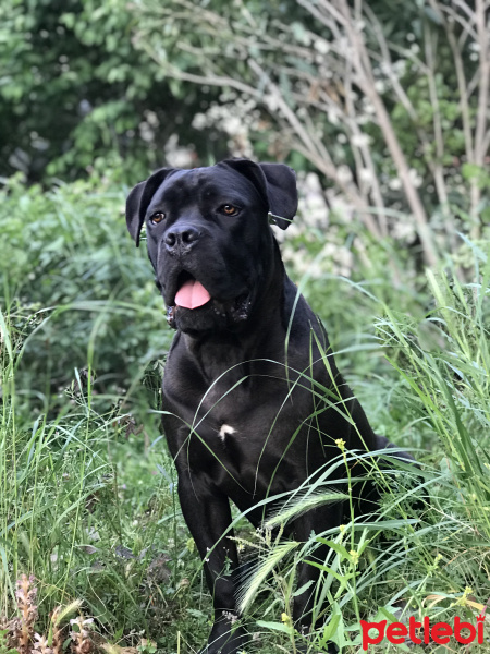 Cane Corso Italiano, Köpek  Marla fotoğrafı