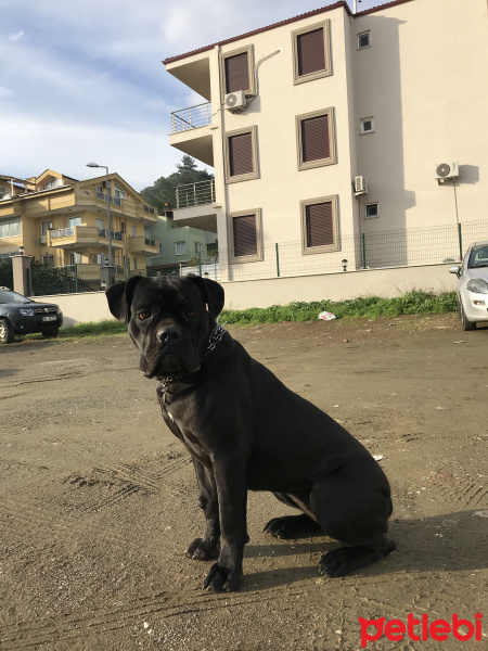 Cane Corso Italiano, Köpek  Marla fotoğrafı