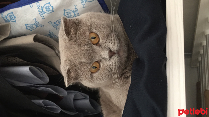 Scottish Fold, Kedi  Minnoş fotoğrafı