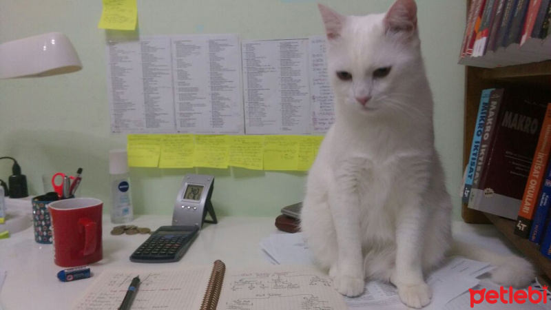 Van Kedisi, Kedi  Fındık fotoğrafı