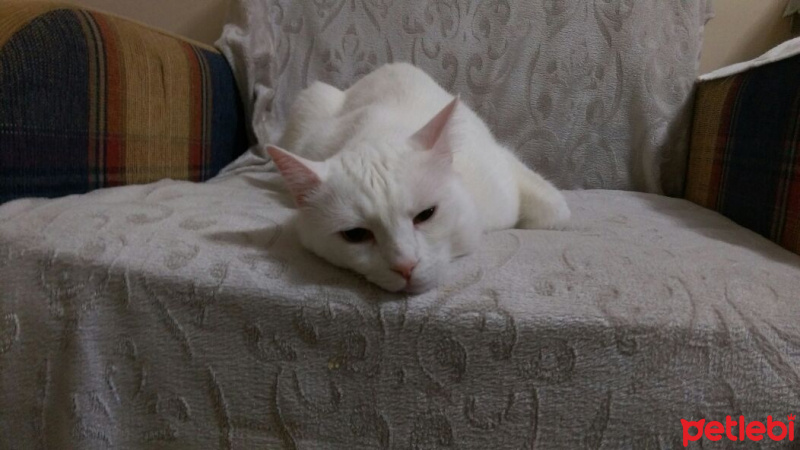 Van Kedisi, Kedi  Fındık fotoğrafı