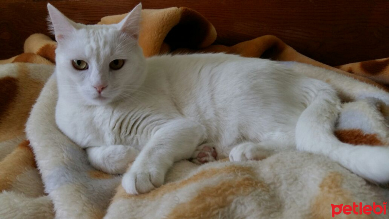 Van Kedisi, Kedi  Fındık fotoğrafı