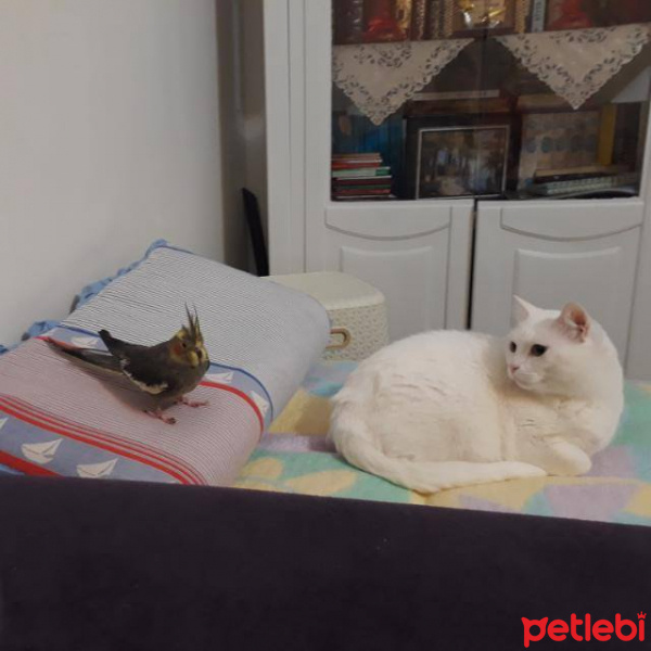 Van Kedisi, Kedi  Fındık fotoğrafı