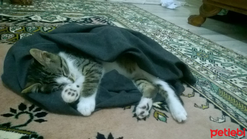 Tekir Kedi, Kedi  incir fotoğrafı