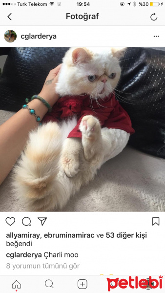 Exotic Shorthair, Kedi  Çarli fotoğrafı