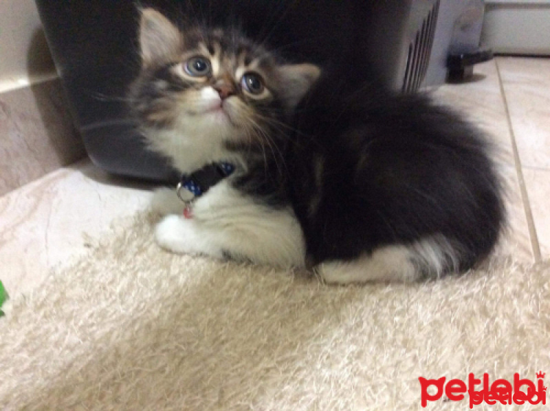 Tekir Kedi, Kedi  Simba fotoğrafı
