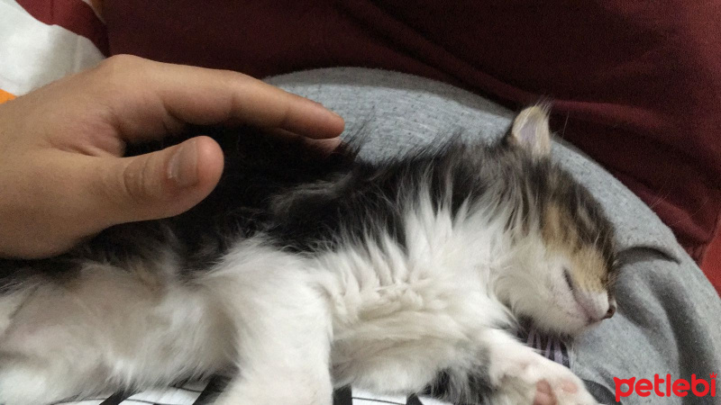 Tekir Kedi, Kedi  Simba fotoğrafı