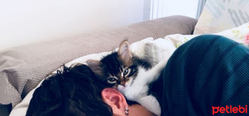 Tekir Kedi, Kedi  Simba fotoğrafı
