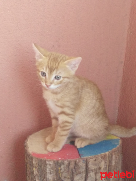 Tekir Kedi, Kedi  Kedicik fotoğrafı