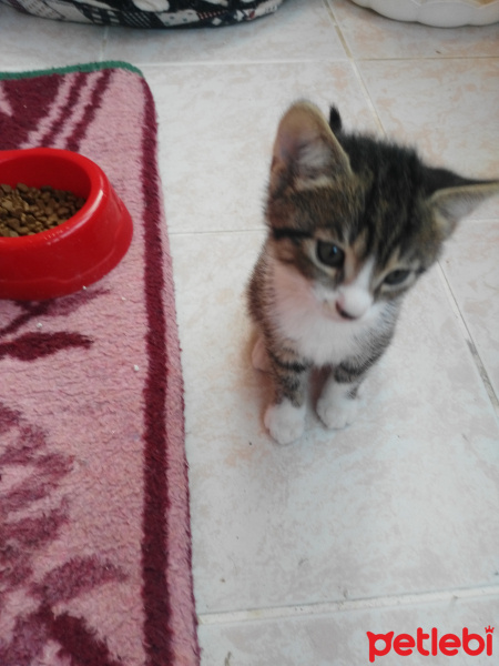 Tekir Kedi, Kedi  Kedicik fotoğrafı