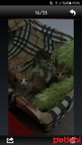 Van Kedisi, Kedi  Boncuk fotoğrafı