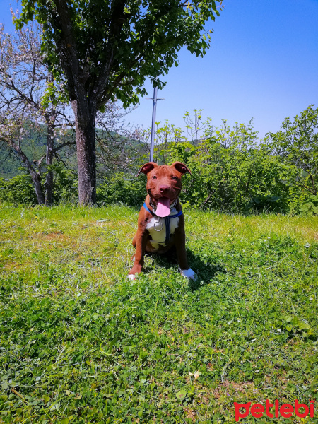 Amerikan Pitbull Terrier, Köpek  Liza fotoğrafı