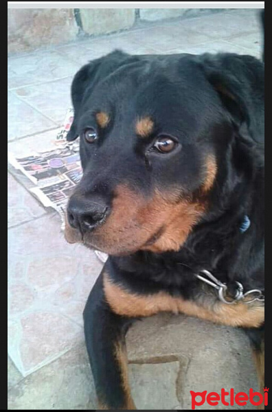 Rottweiler, Köpek  Casur fotoğrafı