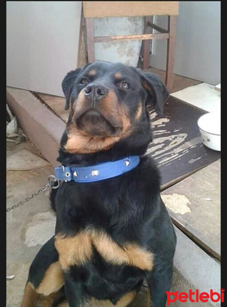 Rottweiler, Köpek  Casur fotoğrafı