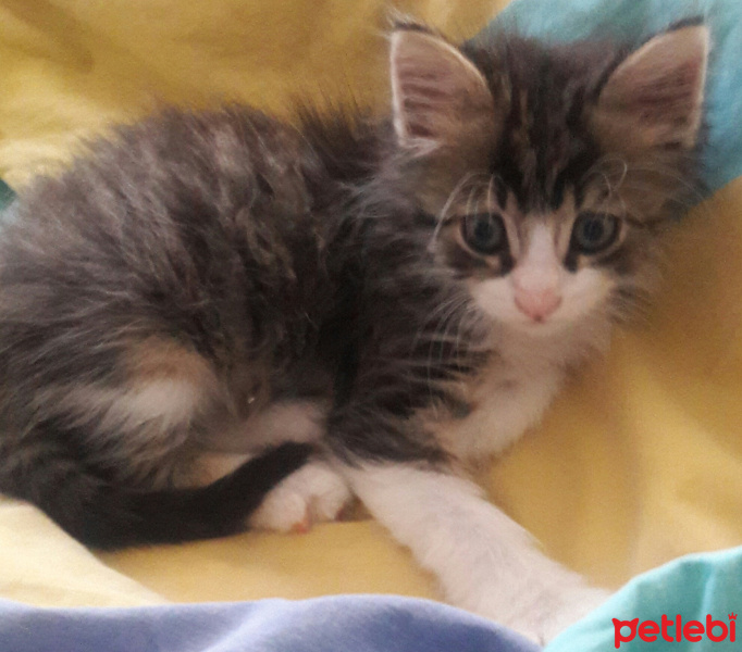 Tekir Kedi, Kedi  Ismini gercek sahibi koymali fotoğrafı