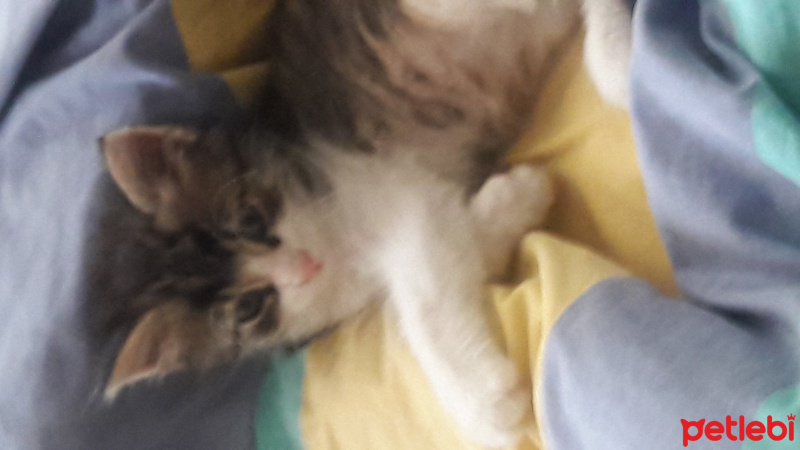 Tekir Kedi, Kedi  Ismini gercek sahibi koymali fotoğrafı