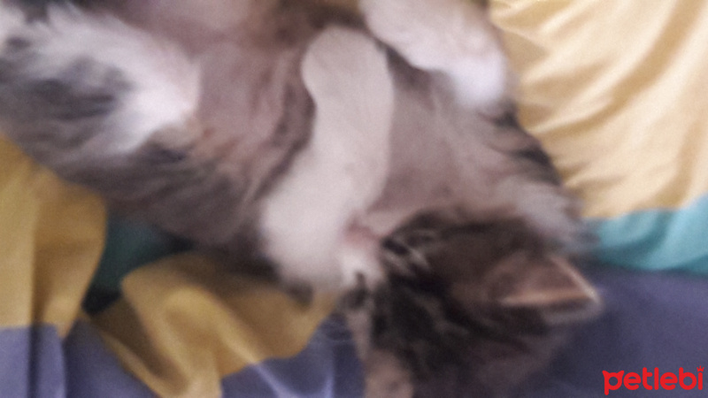 Tekir Kedi, Kedi  Ismini gercek sahibi koymali fotoğrafı