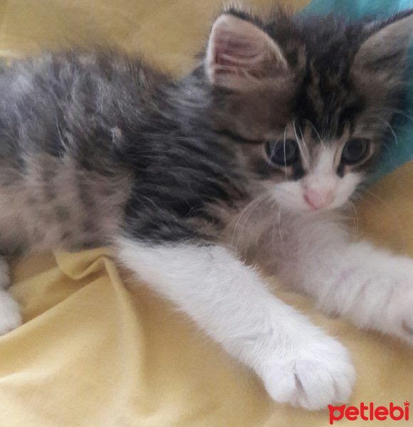Tekir Kedi, Kedi  Ismini gercek sahibi koymali fotoğrafı