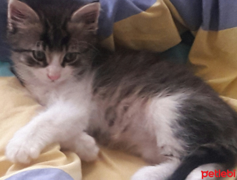 Tekir Kedi, Kedi  Ismini gercek sahibi koymali fotoğrafı