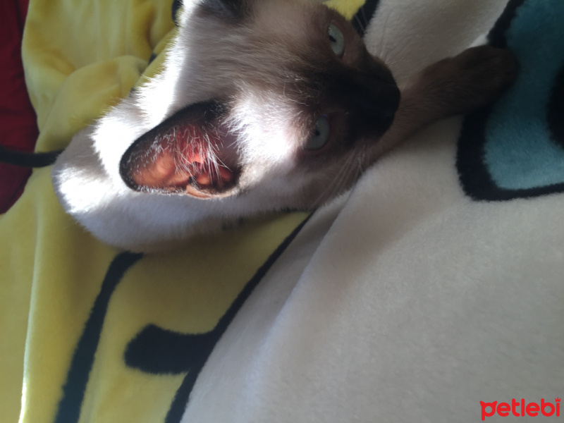 Siyam Kedisi, Kedi  Çiko fotoğrafı