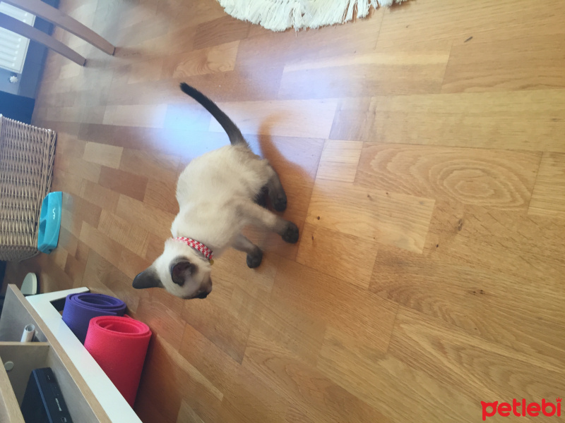 Siyam Kedisi, Kedi  Çiko fotoğrafı