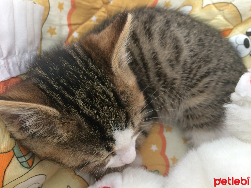 Tekir Kedi, Kedi  Mişa fotoğrafı