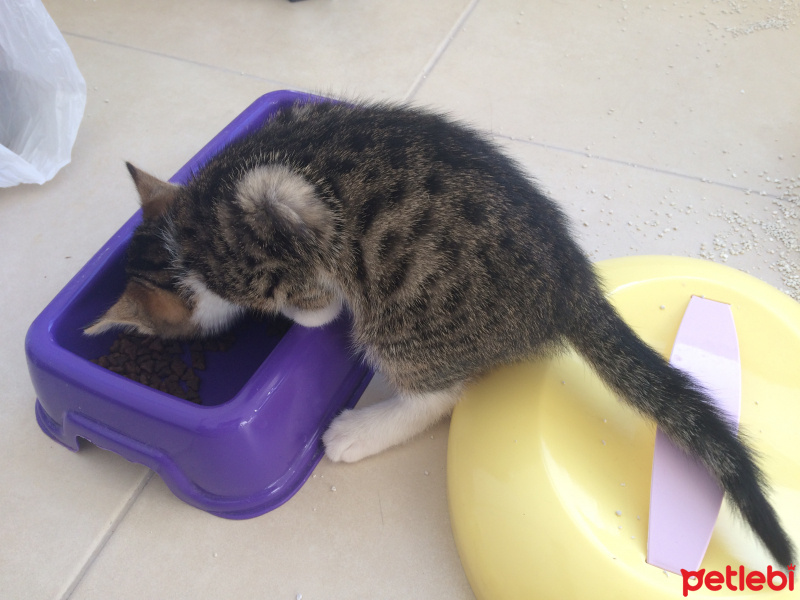 Tekir Kedi, Kedi  Mişa fotoğrafı