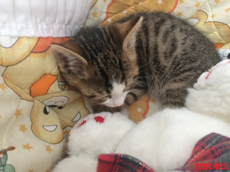 Tekir Kedi, Kedi  Mişa fotoğrafı