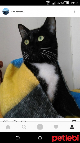 Tuxedo (Smokin) Kedi, Kedi  Sümbül Şans fotoğrafı
