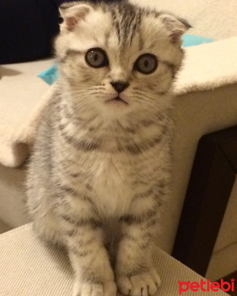 Scottish Fold, Kedi  Çakıl fotoğrafı
