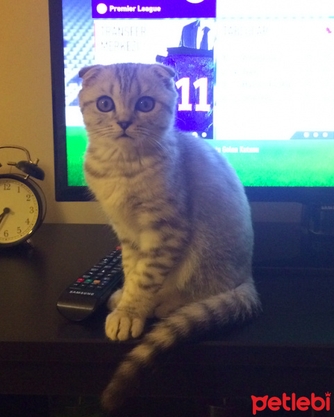 Scottish Fold, Kedi  Çakıl fotoğrafı