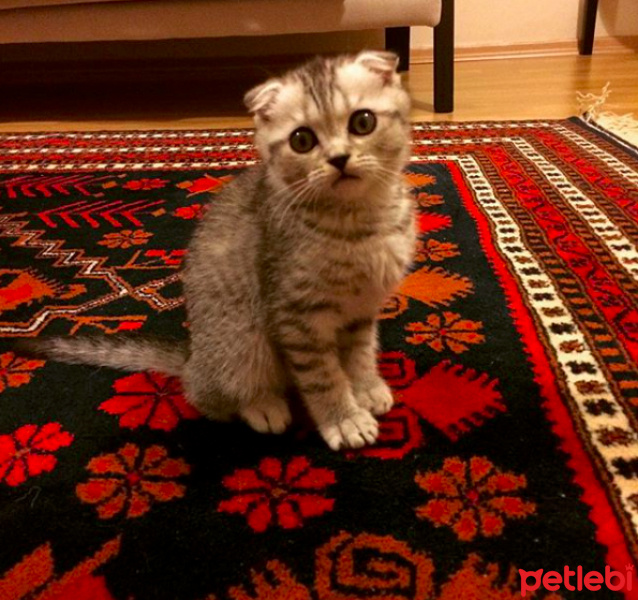 Scottish Fold, Kedi  Çakıl fotoğrafı