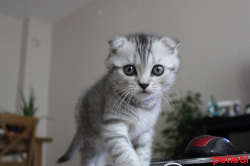 Scottish Fold, Kedi  Çakıl fotoğrafı