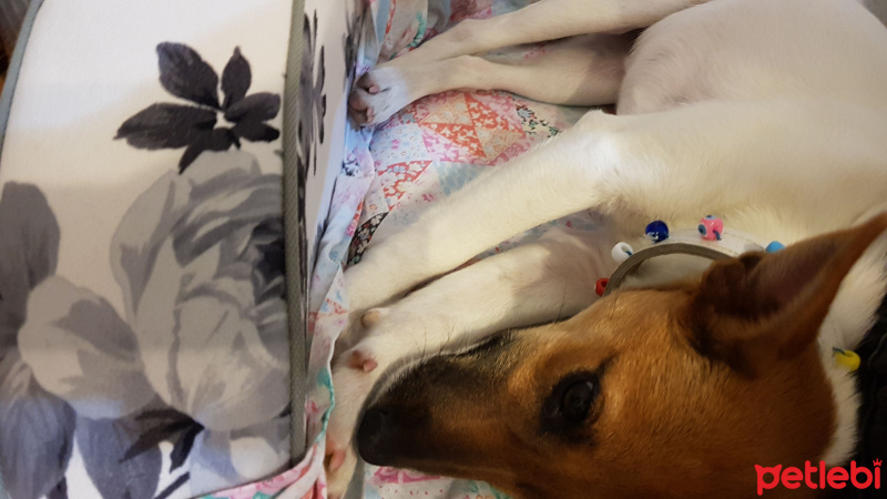 Jack Russell Terrier, Köpek  Miya fotoğrafı
