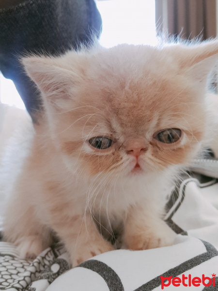 Exotic Shorthair, Kedi  Piyon fotoğrafı