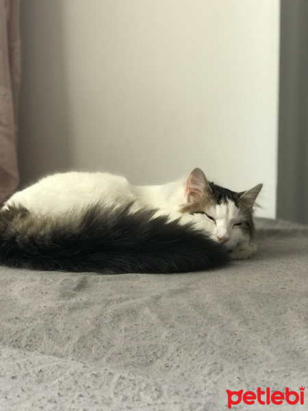 Tekir Kedi, Kedi  Şen Şen fotoğrafı