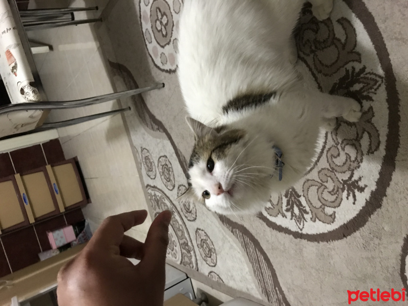 Tekir Kedi, Kedi  Şen Şen fotoğrafı