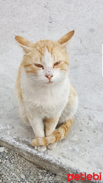 Tekir Kedi, Kedi  SARI fotoğrafı