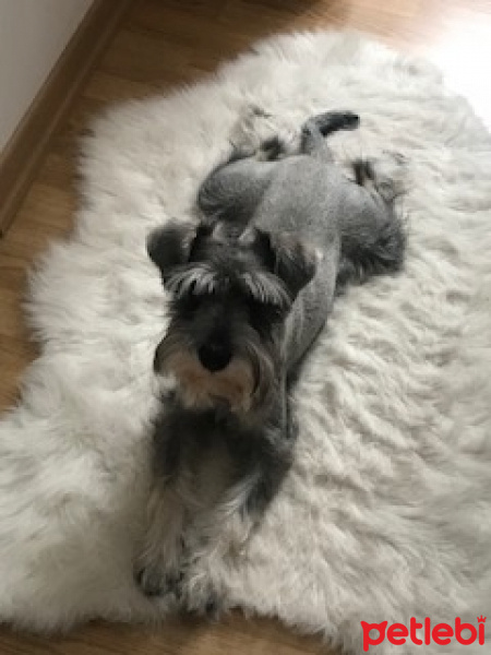 Minyatür Schnauzer, Köpek  MILOU fotoğrafı