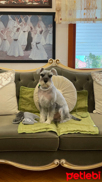 Minyatür Schnauzer, Köpek  MILOU fotoğrafı